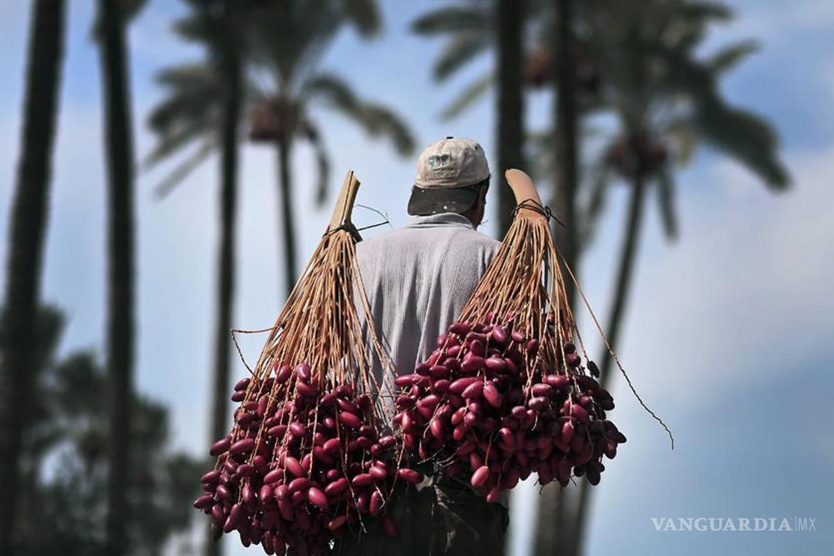 Dátiles, frutos benditos
