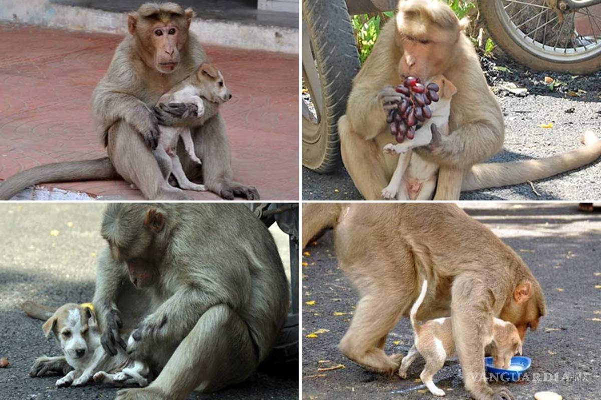 Un mono adoptó a un perro callejero, lo cuida y alimenta