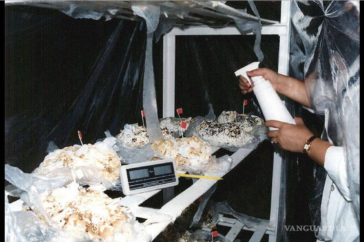 Cultivan setas en pañales desechables y resuelven problema de basura