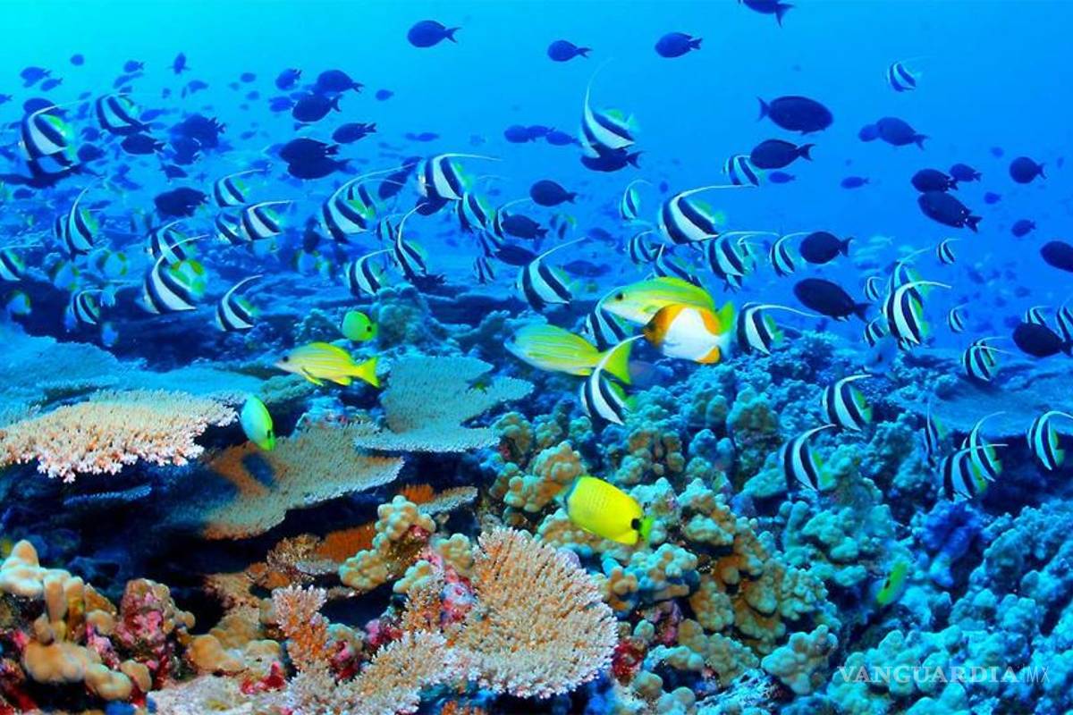 Reino Unido crea la mayor reserva marina del mundo