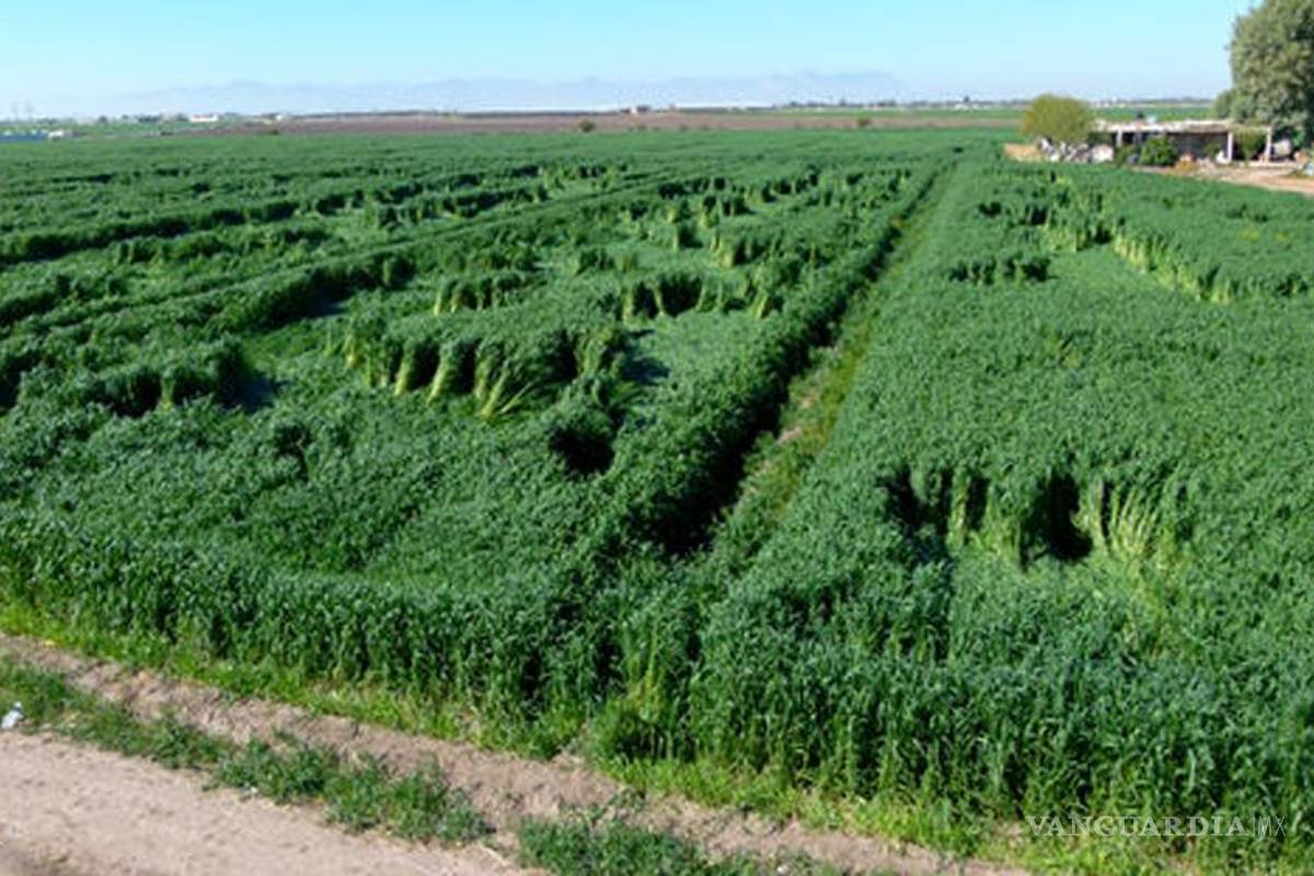 Aparecen extrañas figuras en sembradíos de Coahuila