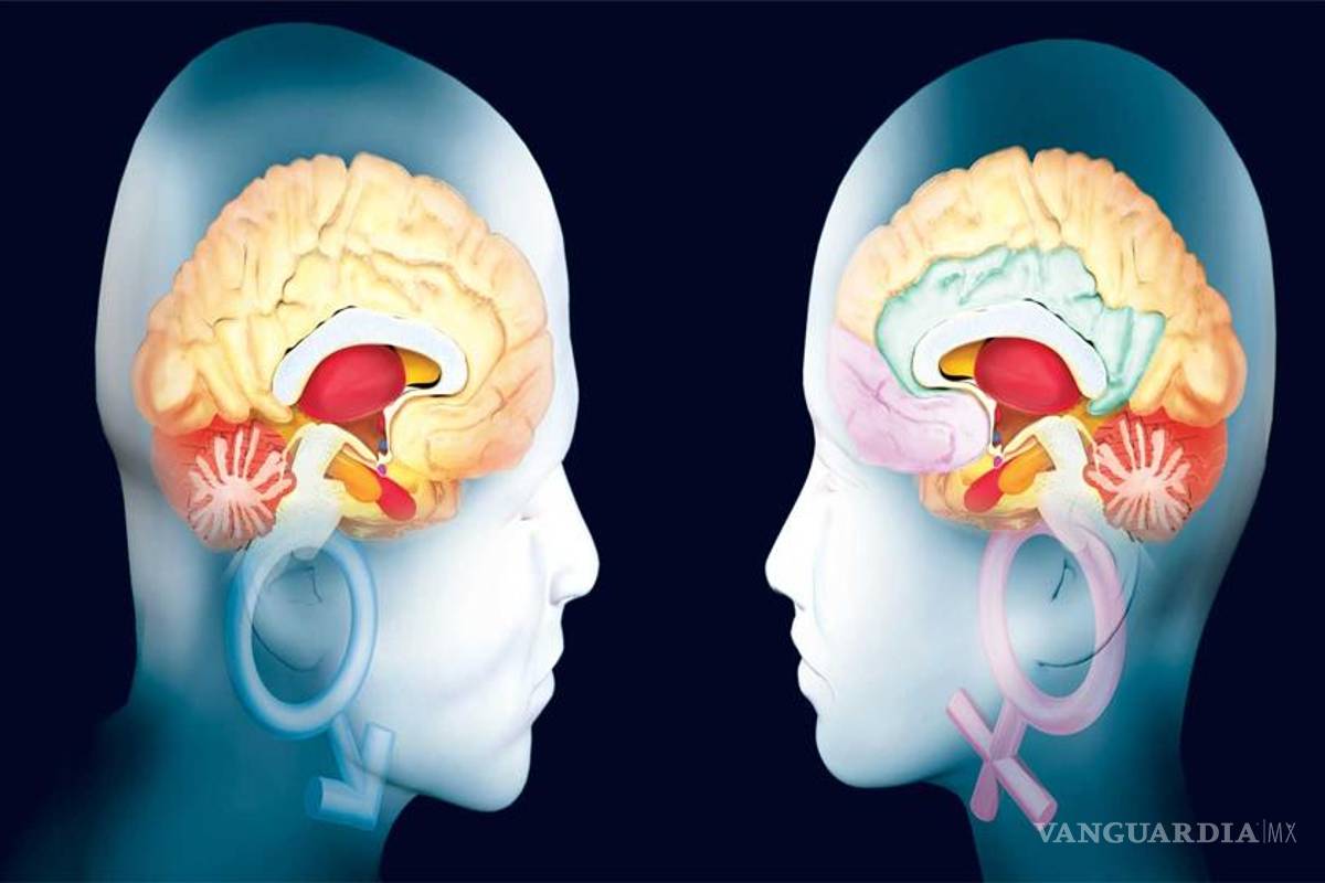 El cerebro de hombres y mujeres es diferente