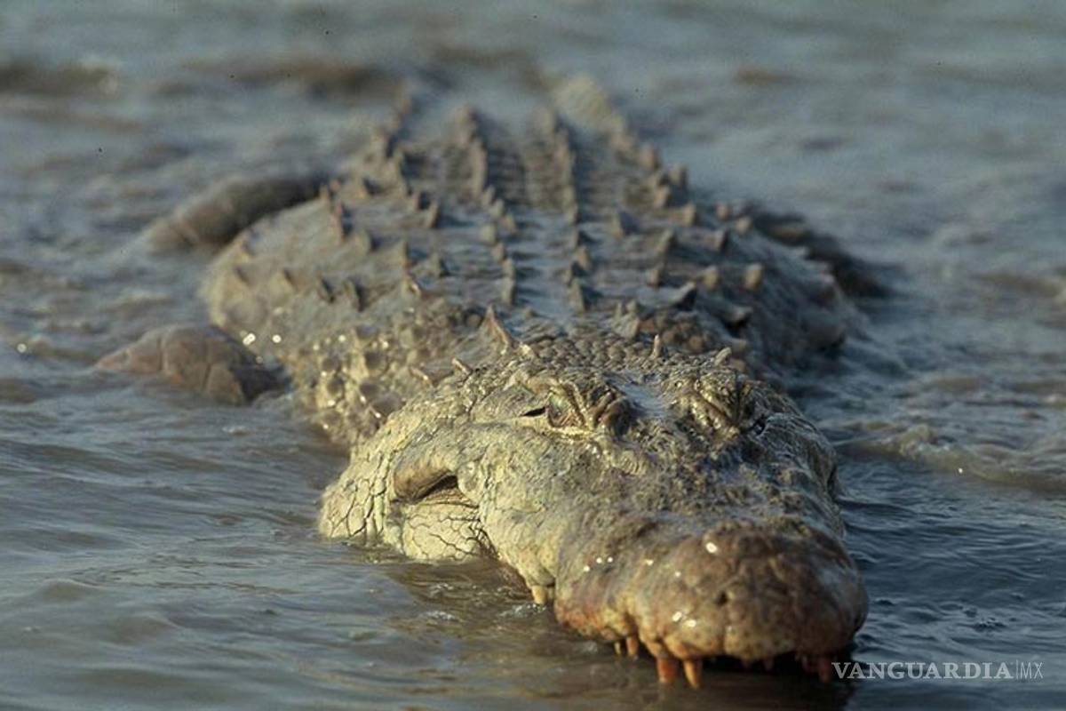 Cocodrilos no atacan a los humanos cuando buscan pareja