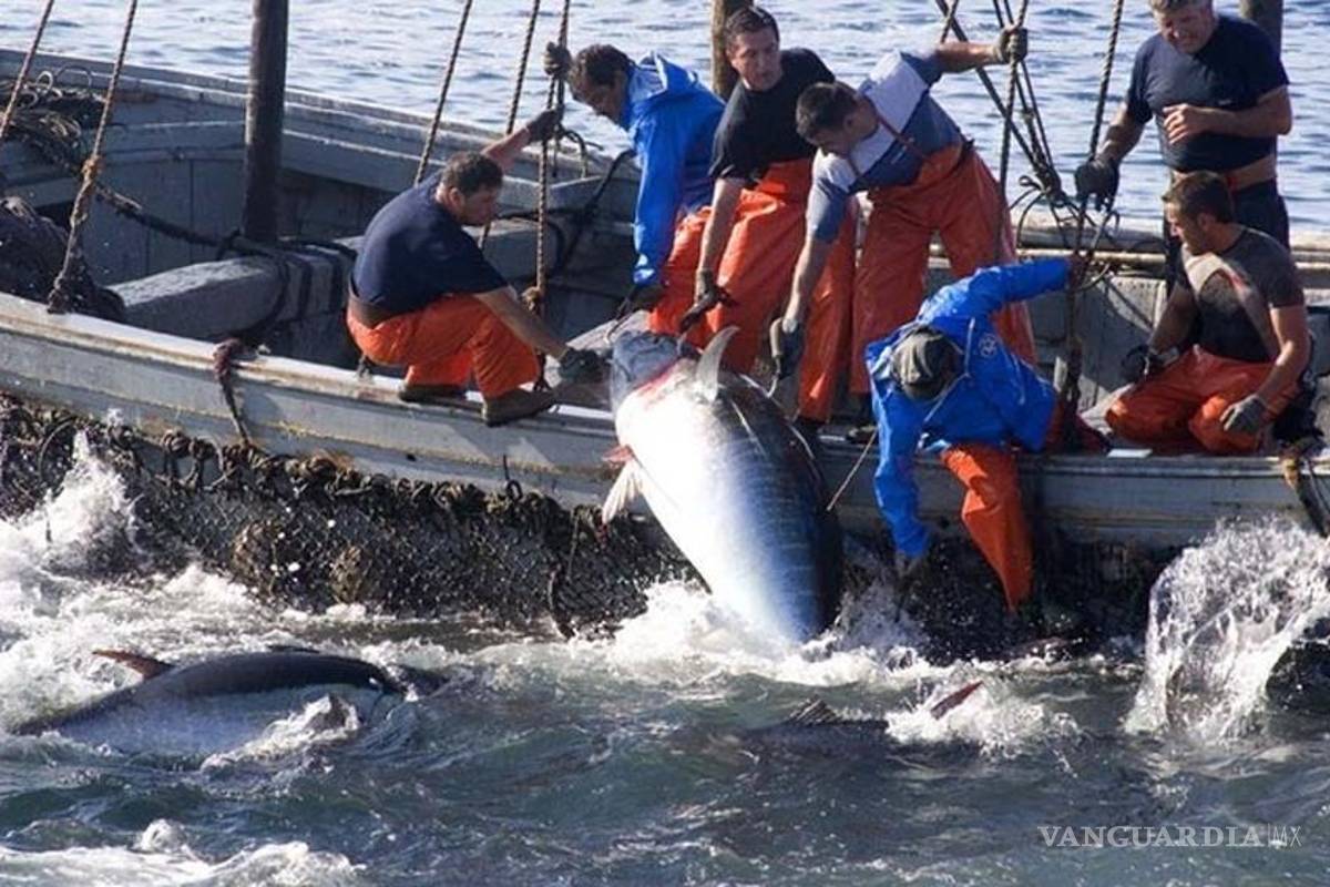Alertan por sobreexplotación de especies marinas en Yucatán