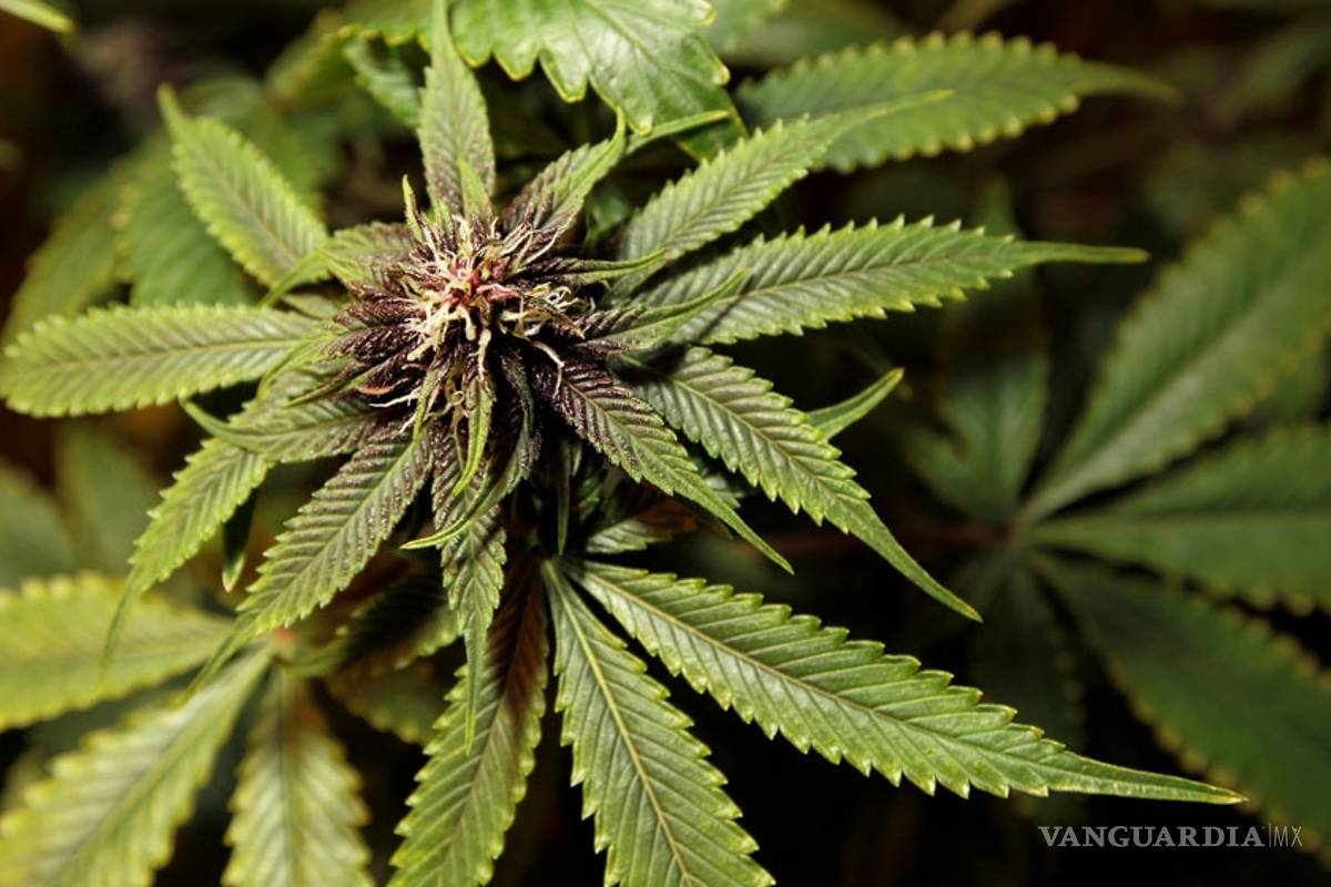 El consumo de mariguana no fue liberado: abogado