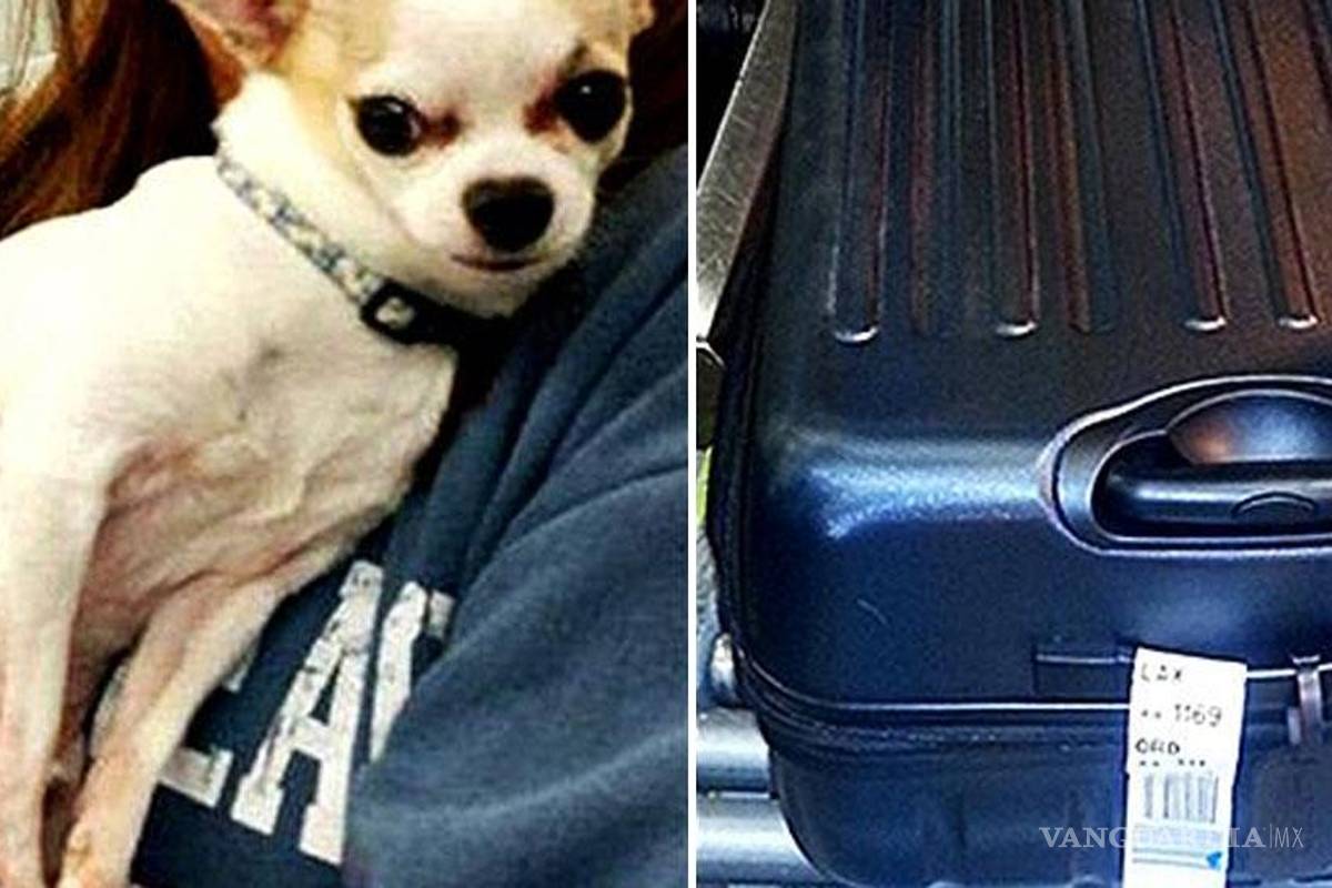 Mujer provoca alerta en aeropuerto de NY, llevaba a su perro dentro de maleta