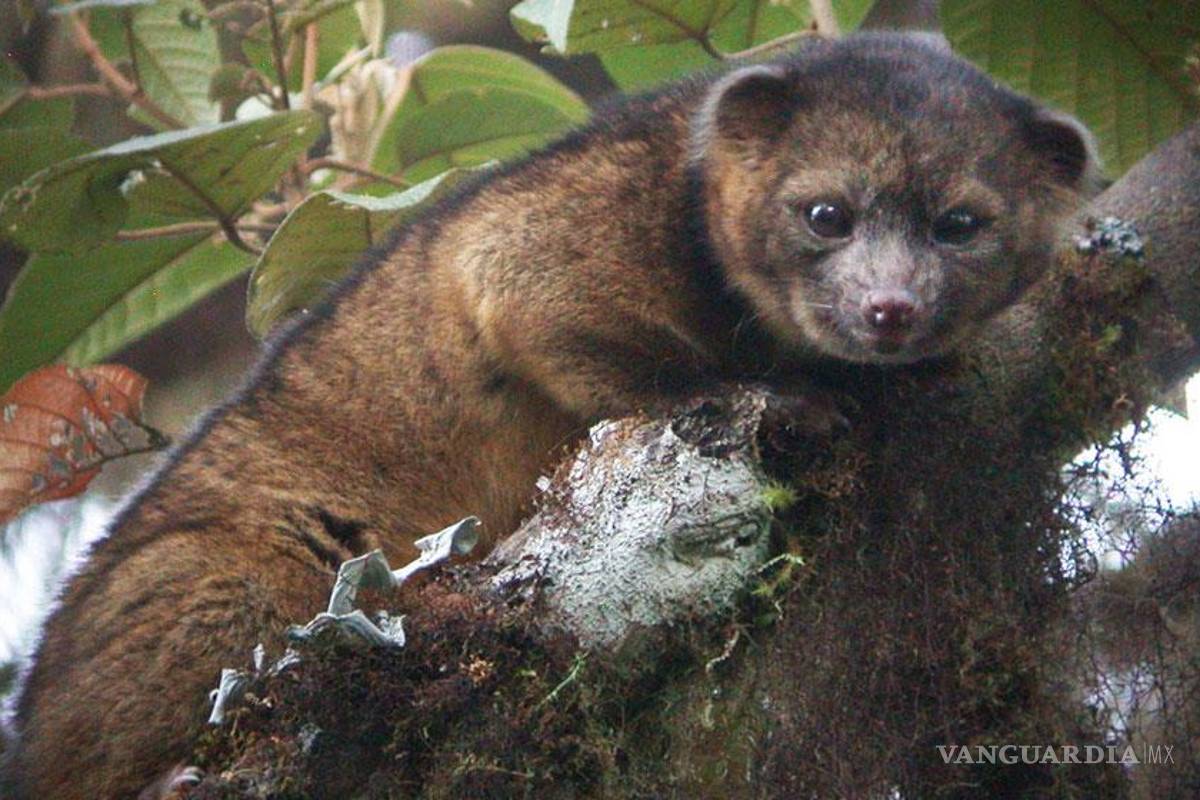 Olinguito, una nueva especie carnívora