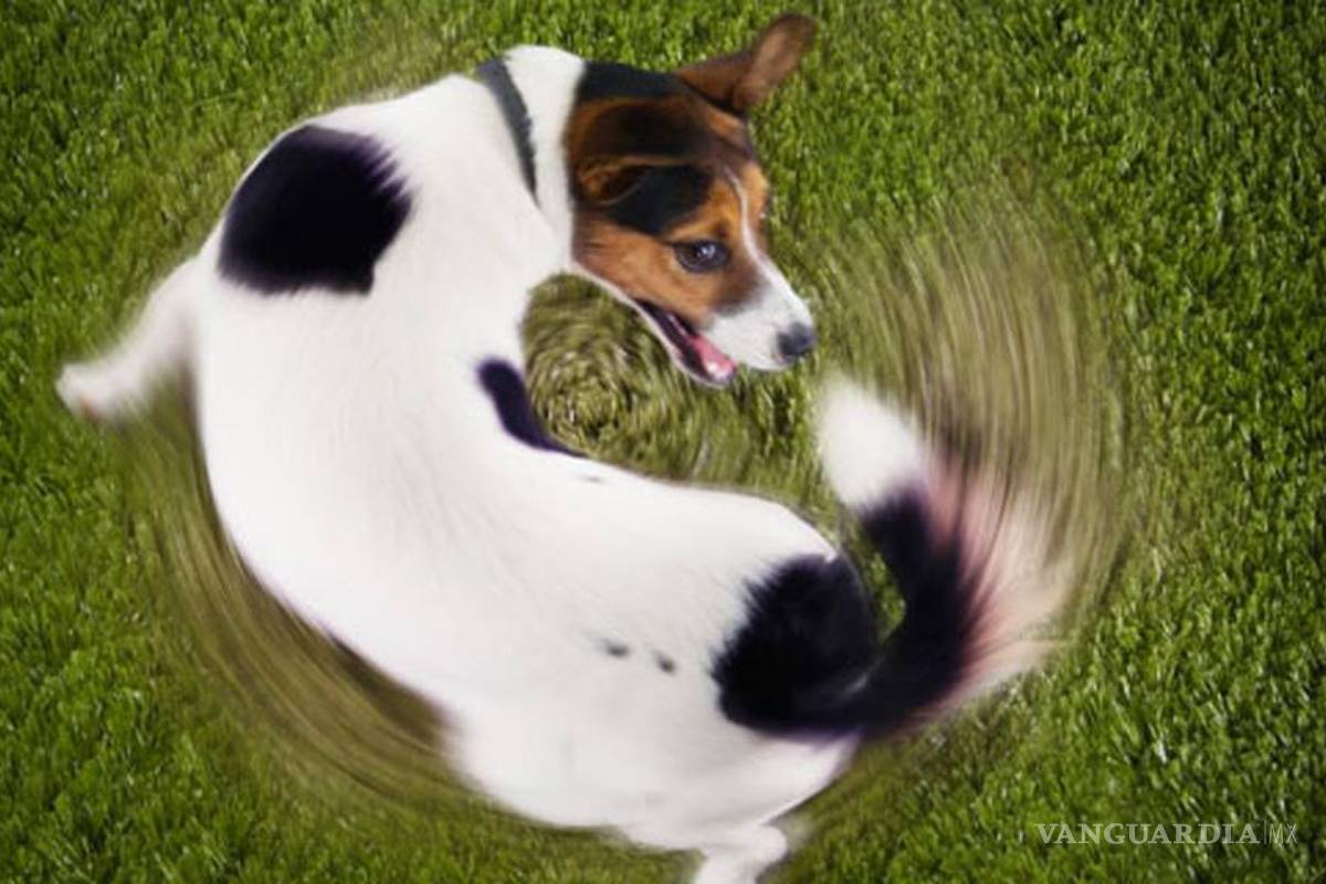 ¿Por qué los perros dan vueltas antes de 'ir al baño'?