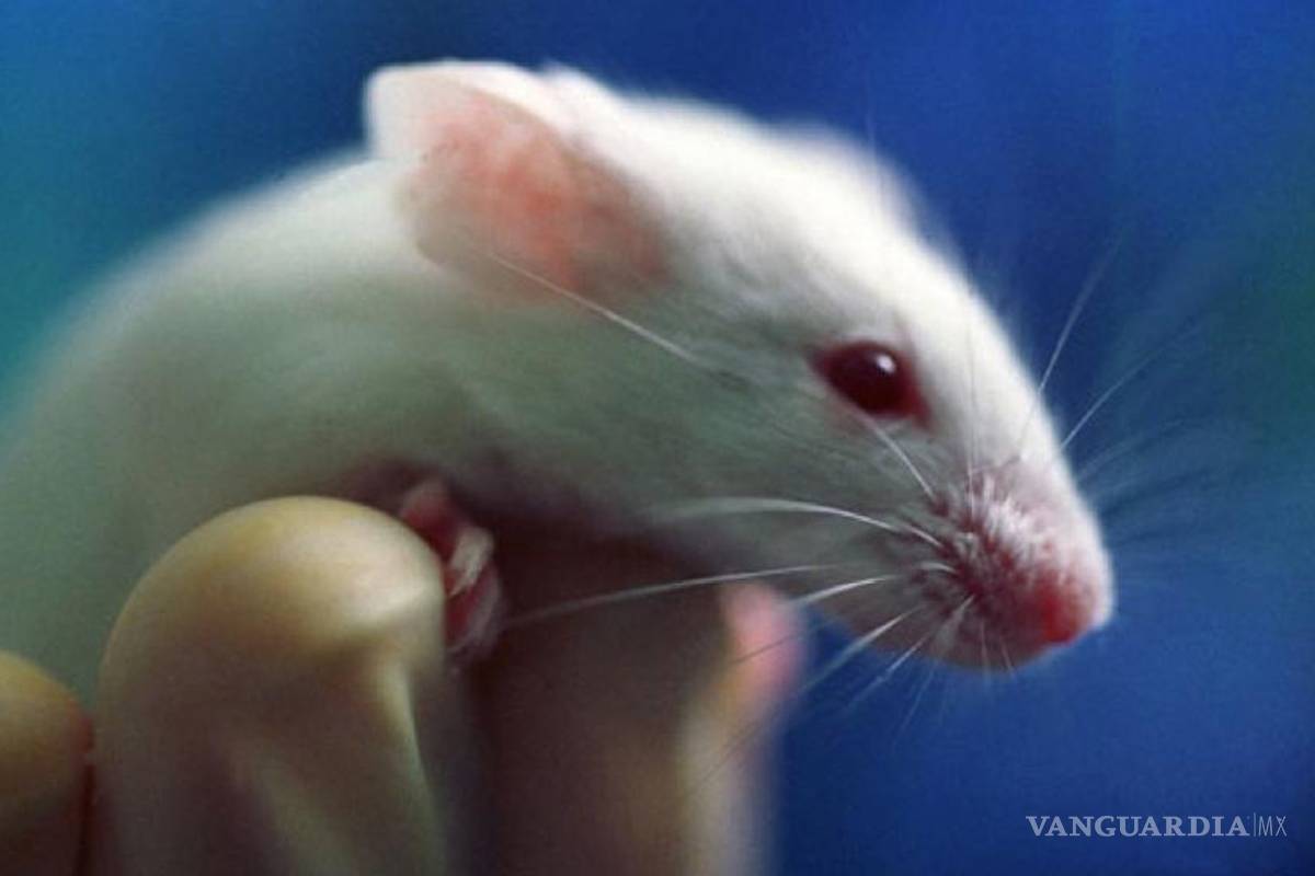 Frenan tumor cerebral de ratón con tecnología molecular