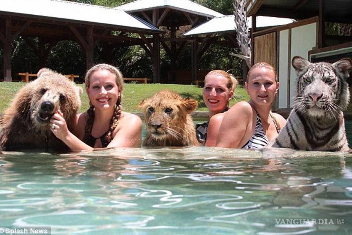 Un león, un oso y un tigre blanco conforman un trío amistoso