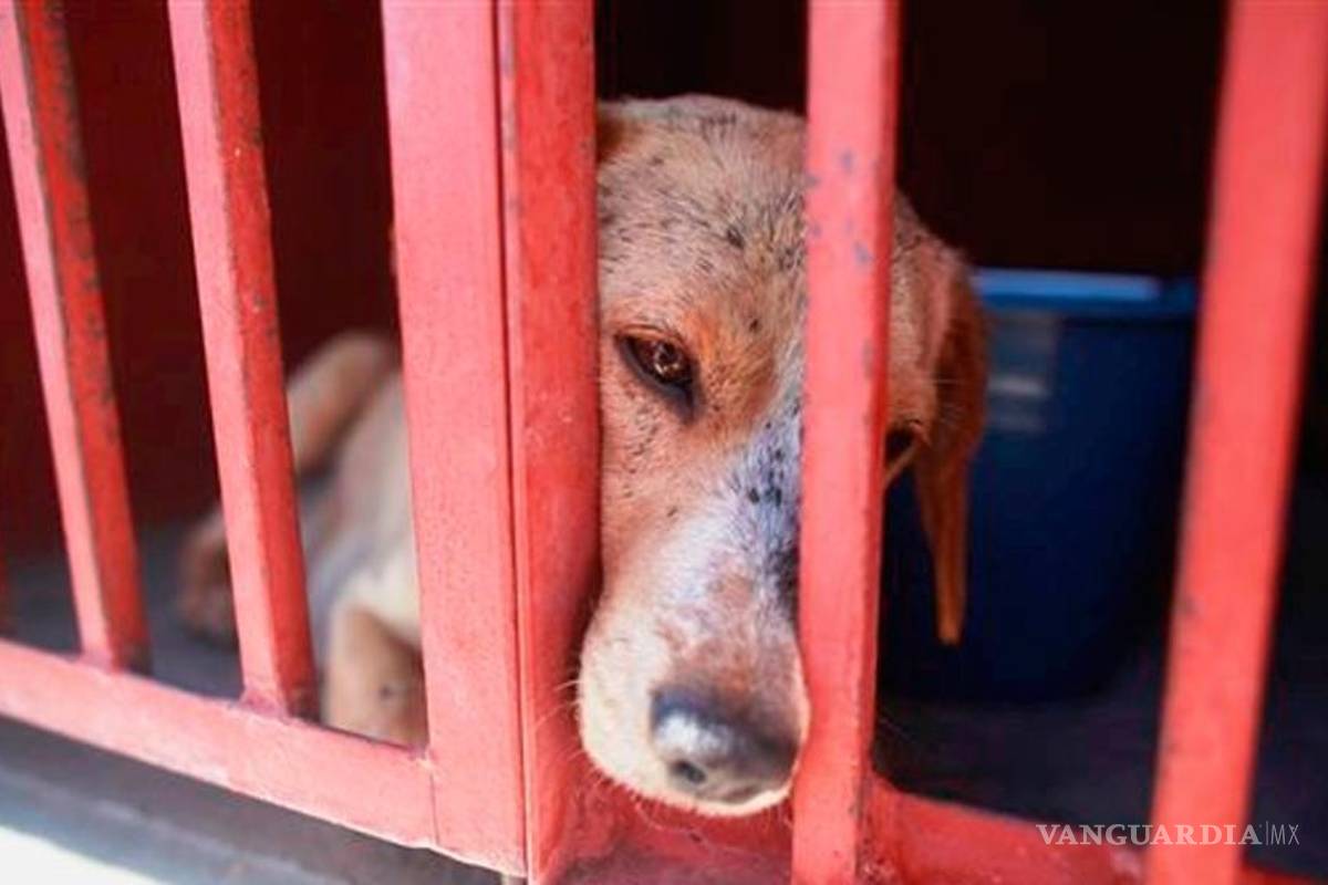 "Animalicidio", nuevo delito en Jalisco