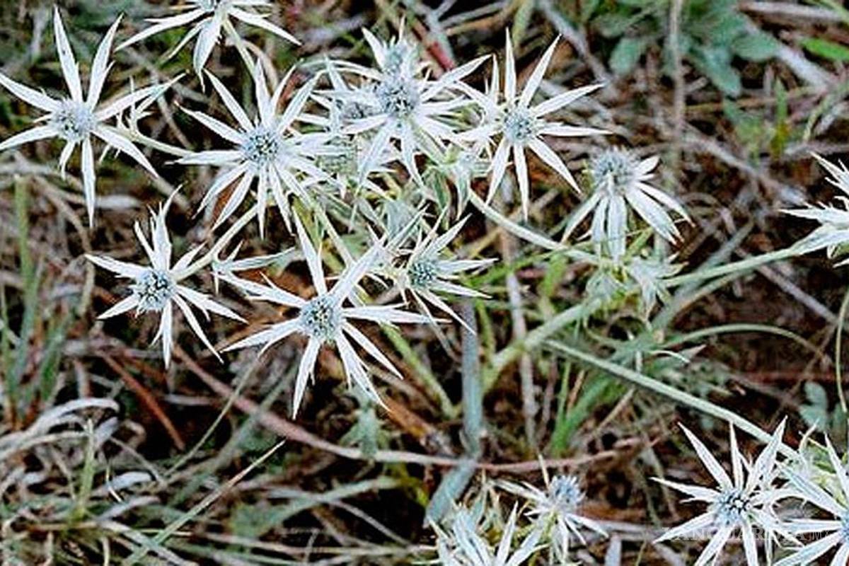 Prueban plantas medicinales contra diabetes e hipertensión