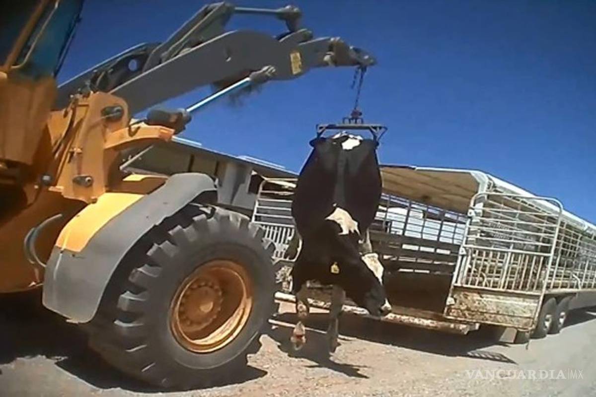 Filman un impactante caso de maltrato a vacas en EU