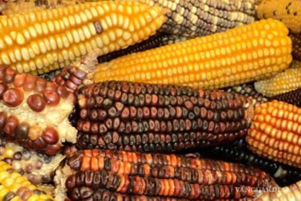 Vitamaíz, semilla azul híbrida, no transgénica, creada en el IPN