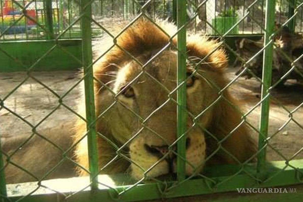 Tras controversia, muere león en zoo de Acapulco