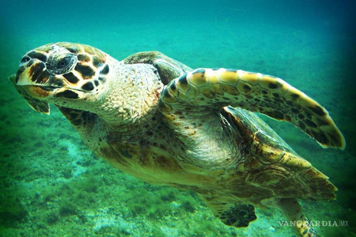 Seguimiento por satélite, nueva oportunidad para la tortuga carey