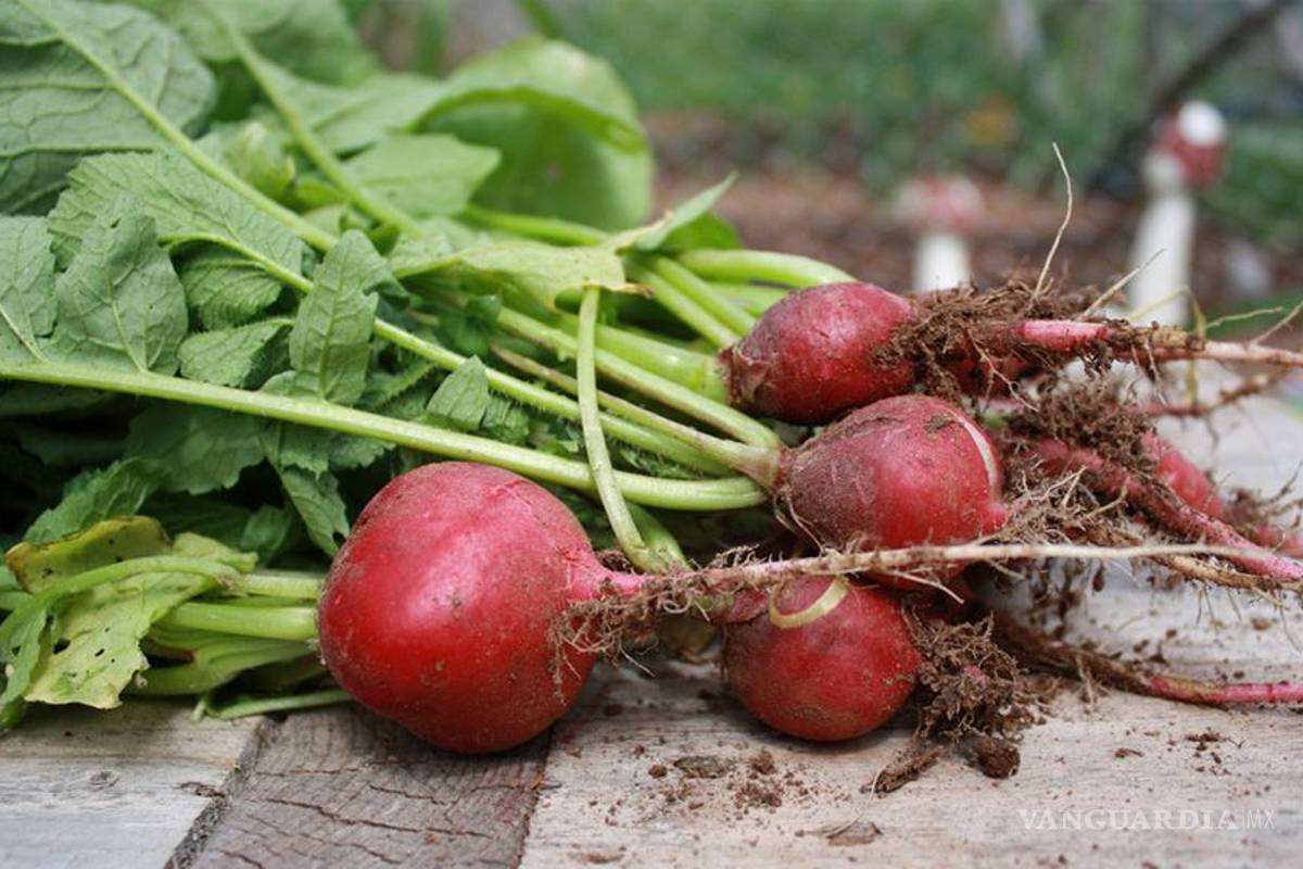 Alimentos ecológicos: ¿Por qué no consumimos más?