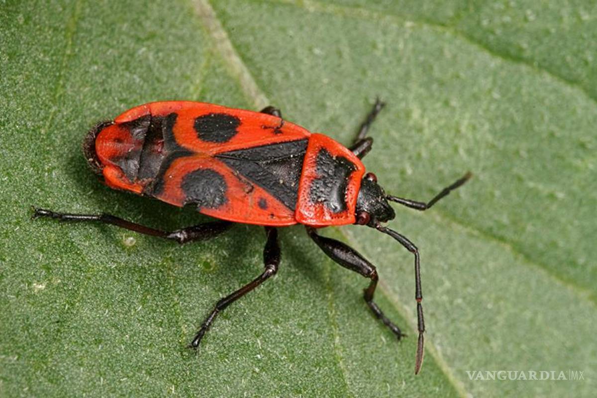 Existen en el país más de 4 mil 500 especies de chinches