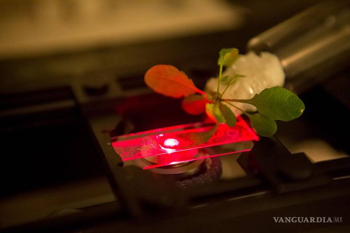 Plantas biónicas capturan 30 % más de energía de la luz