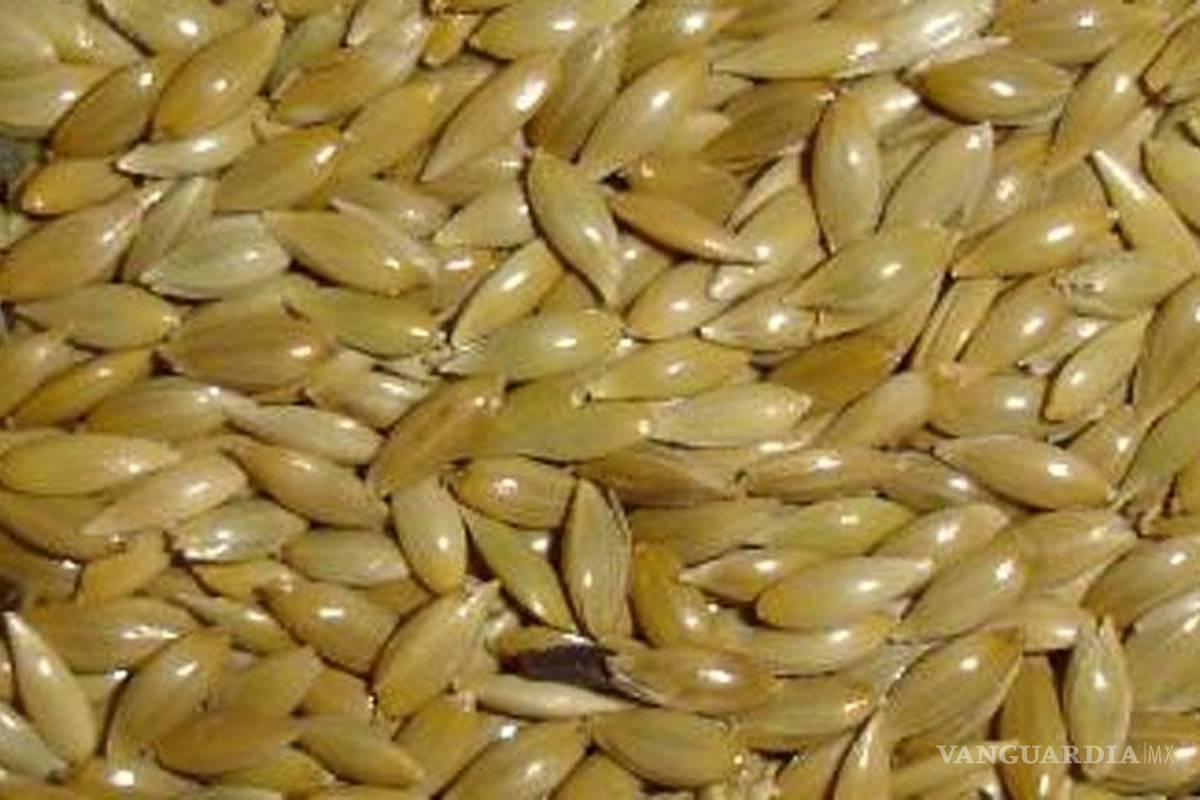 Leche de alpiste, para quemar grasa corporal