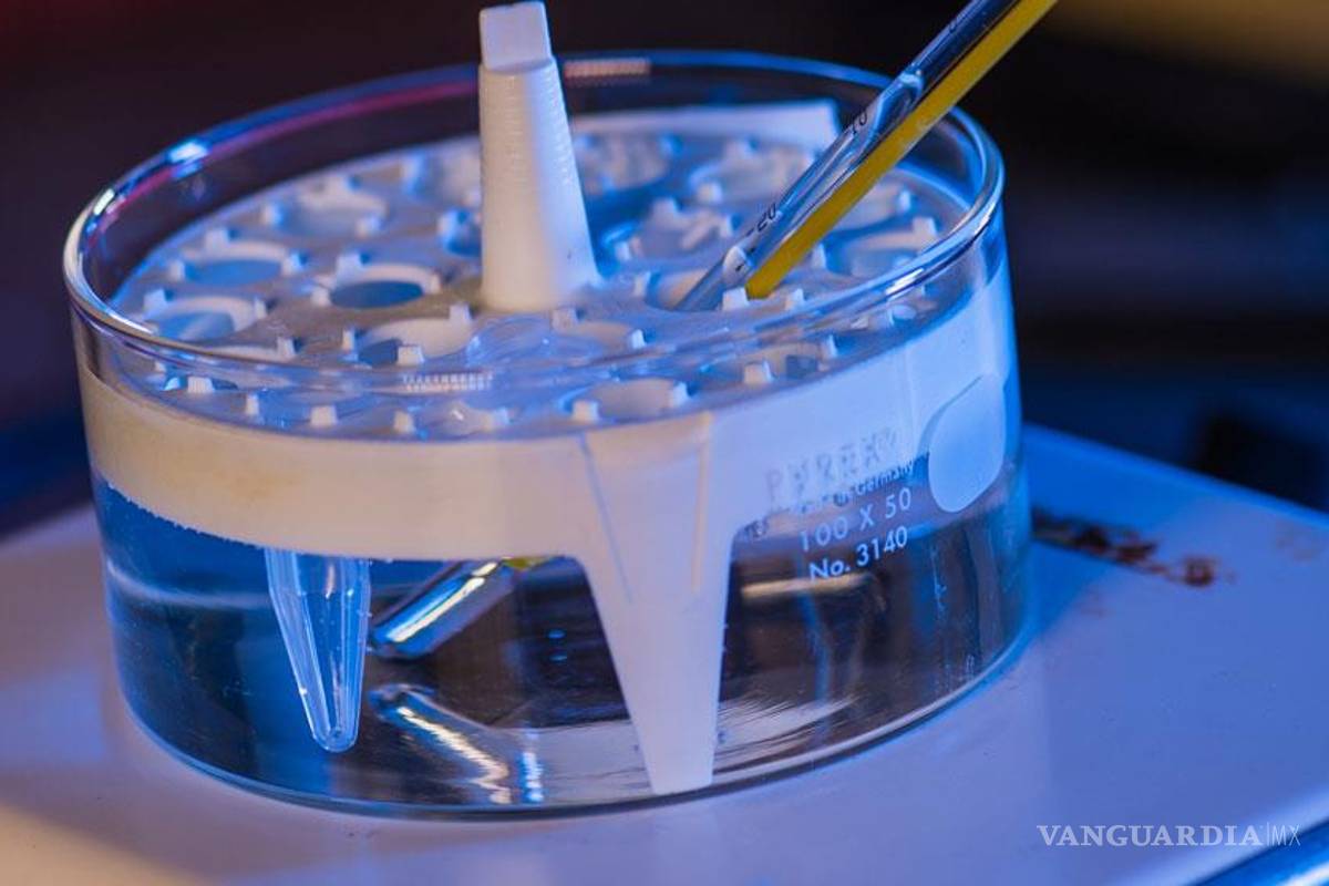 Mexicanos crean hidrogeles que atacan células cancerígenas