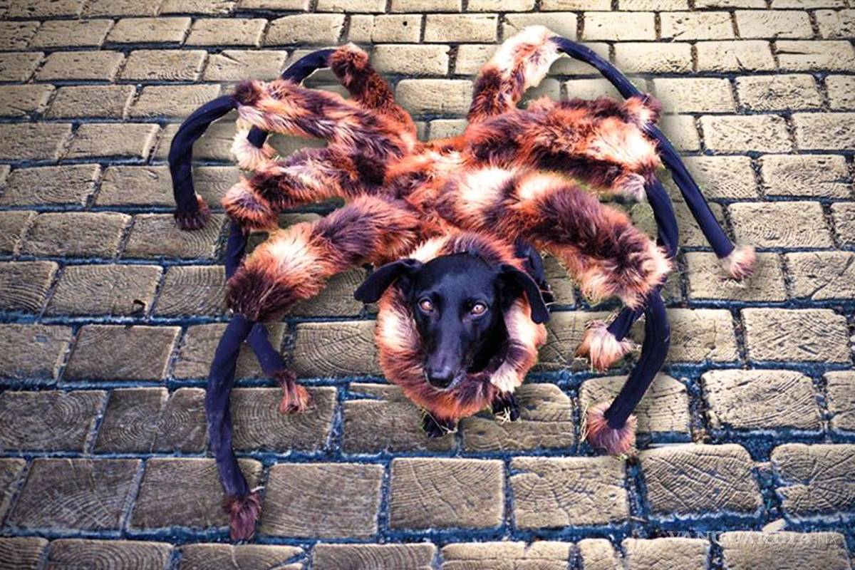 10 escalofriantes bromas dignas de Halloween