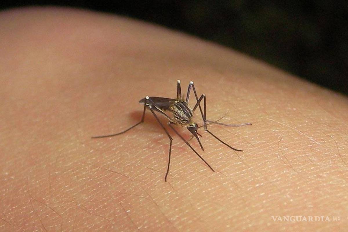 Se registra primer caso de dengue en Durango
