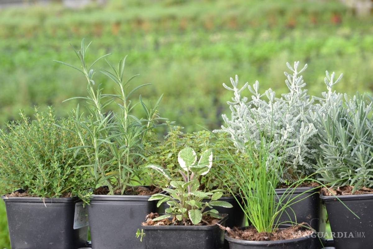 Construyen huerto de plantas medicinales en Veracruz