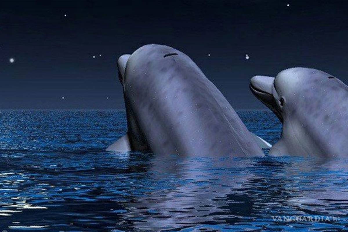 Las estrellas también guían a los animales