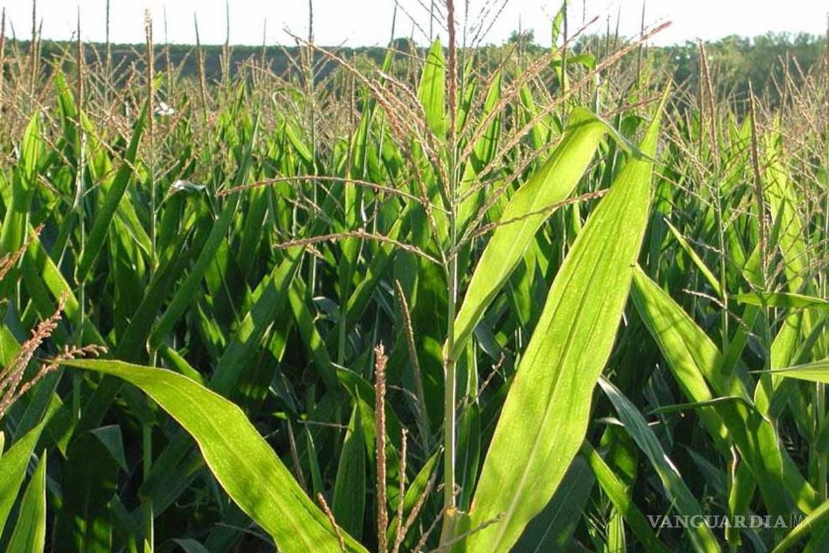 Sagarpa y Semarnat apelan prohibición a cultivar maíz transgénico