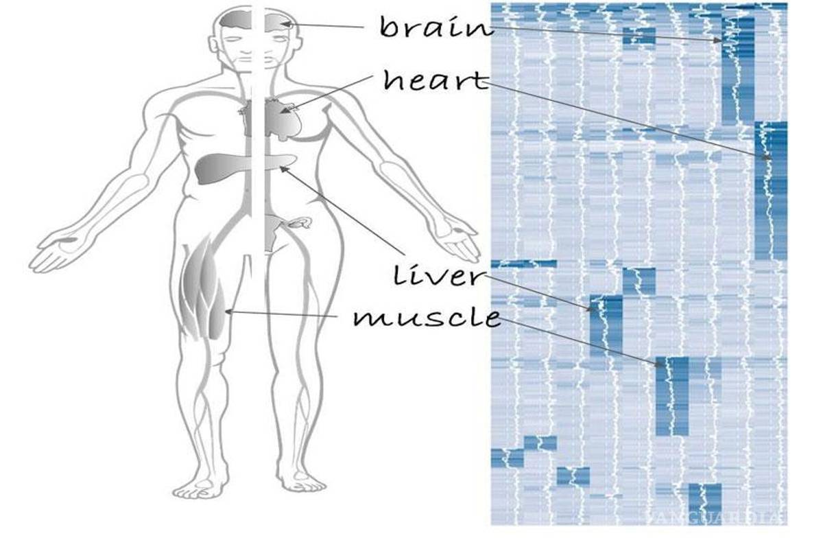 Científicos logran crear mapa de proteínas humanas