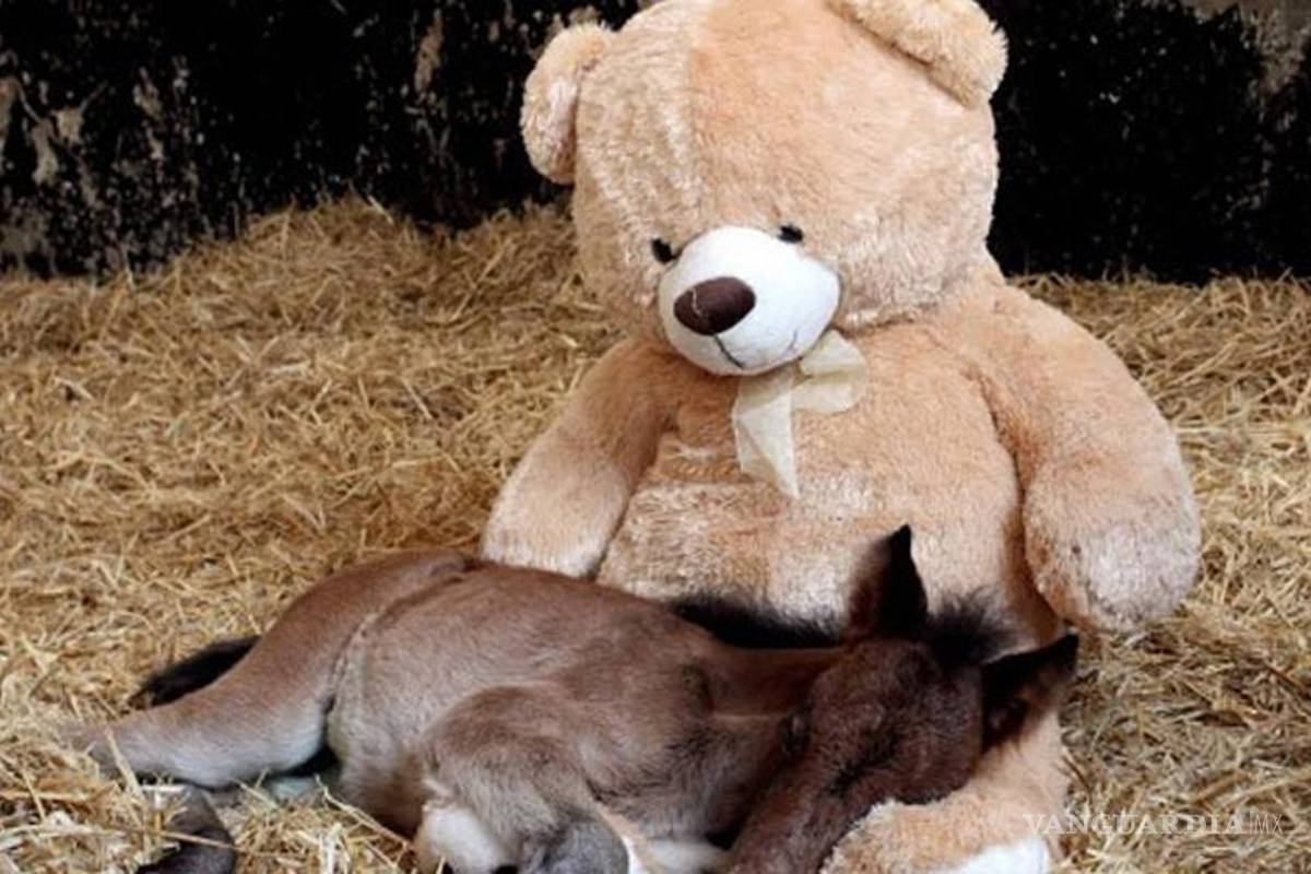Potrillo abandonado "adopta" como madre a oso de peluche