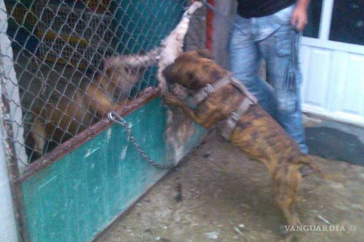 Indagan maltrato animal difundido en redes sociales