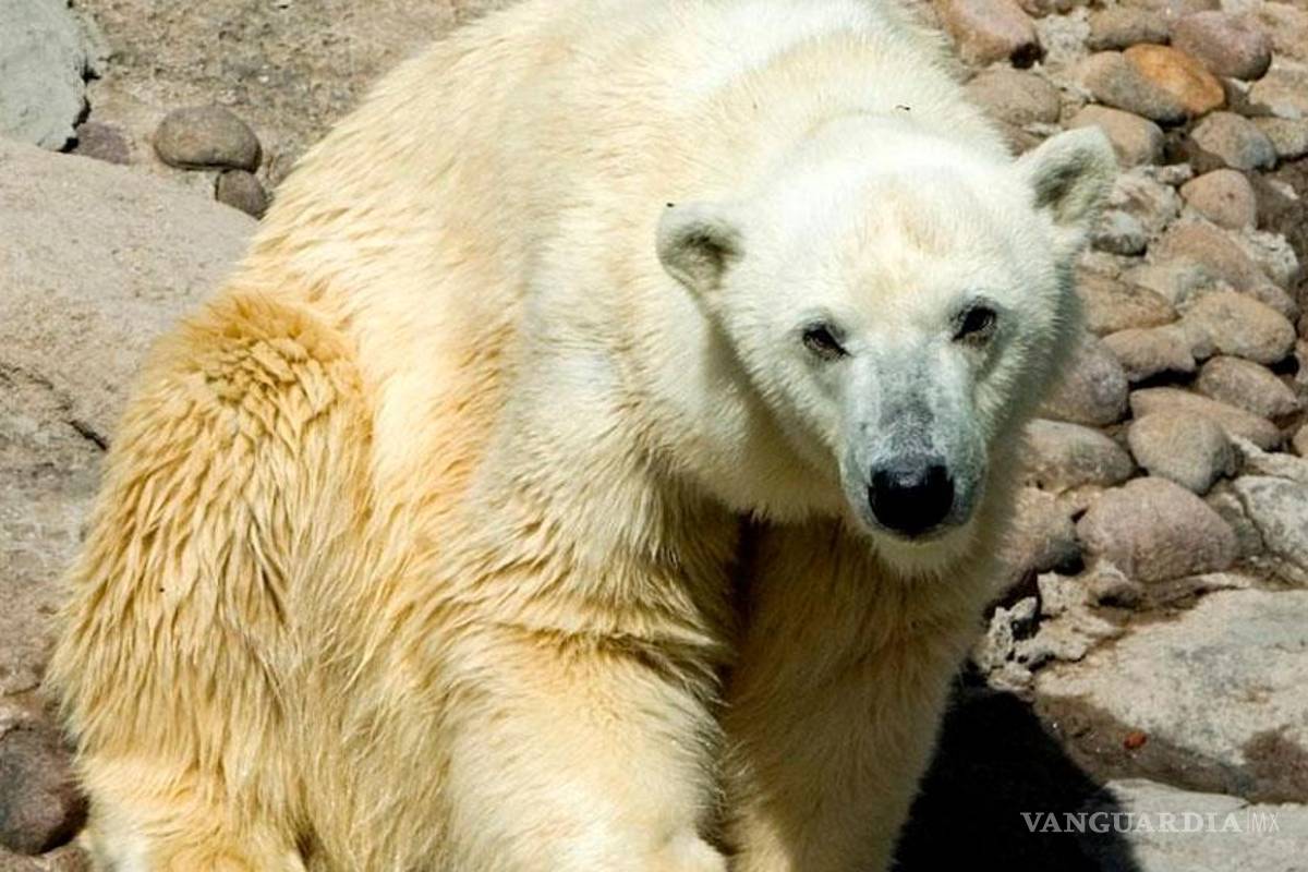 Falleció Nanuka, la osa más longeva de Chapultepec
