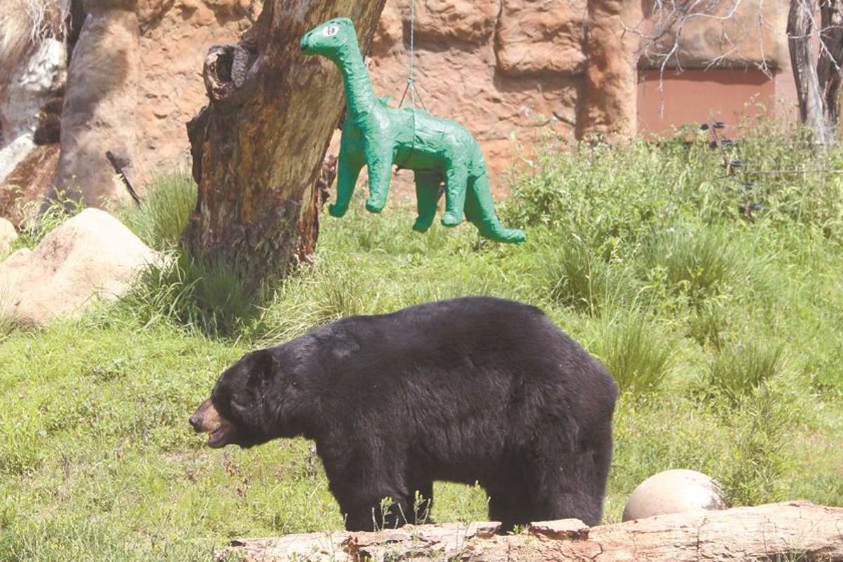 Aprovechan mil cuatrocientas UMAS en el Noreste de México