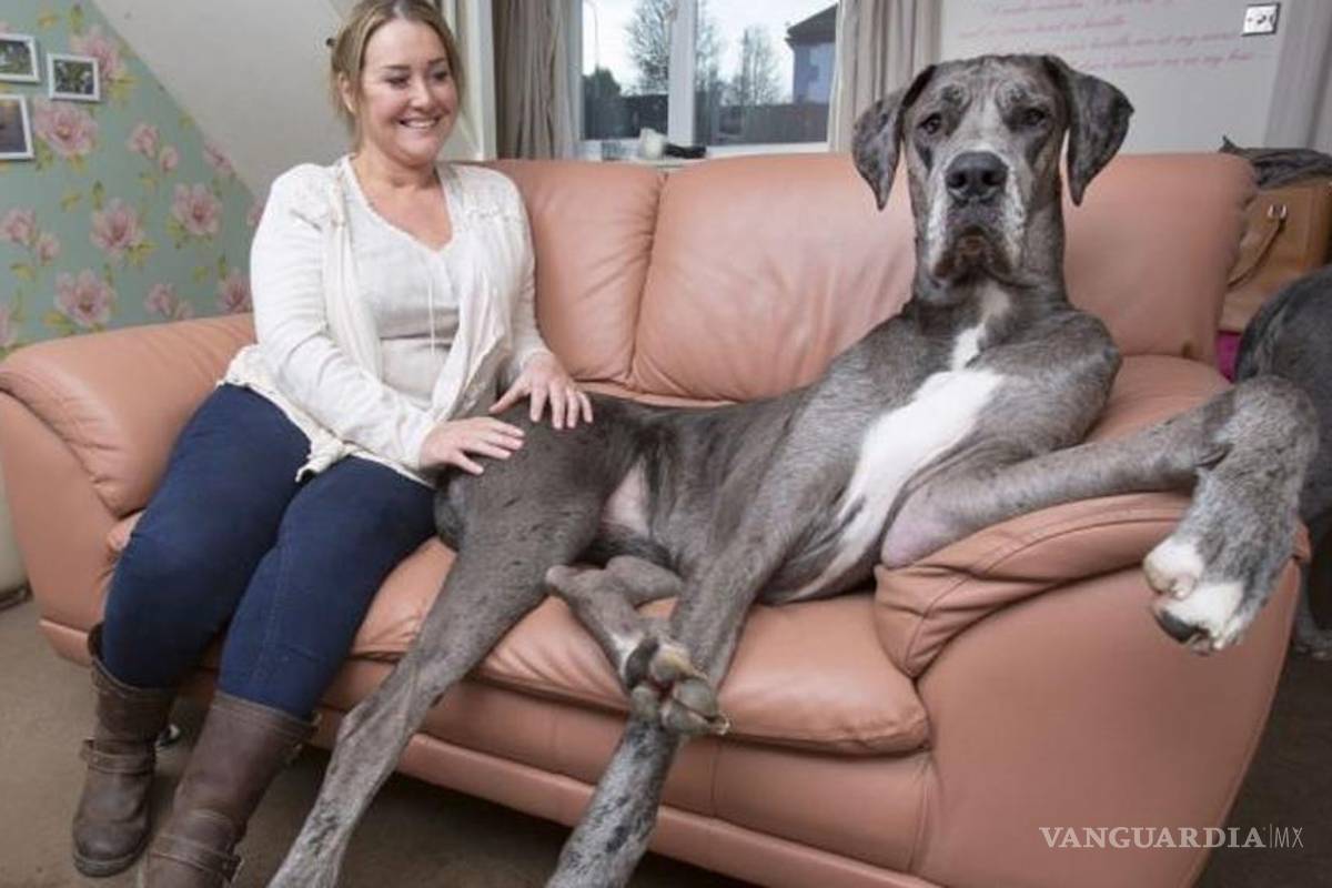 Freddy, el perro más grande de Gran Bretaña