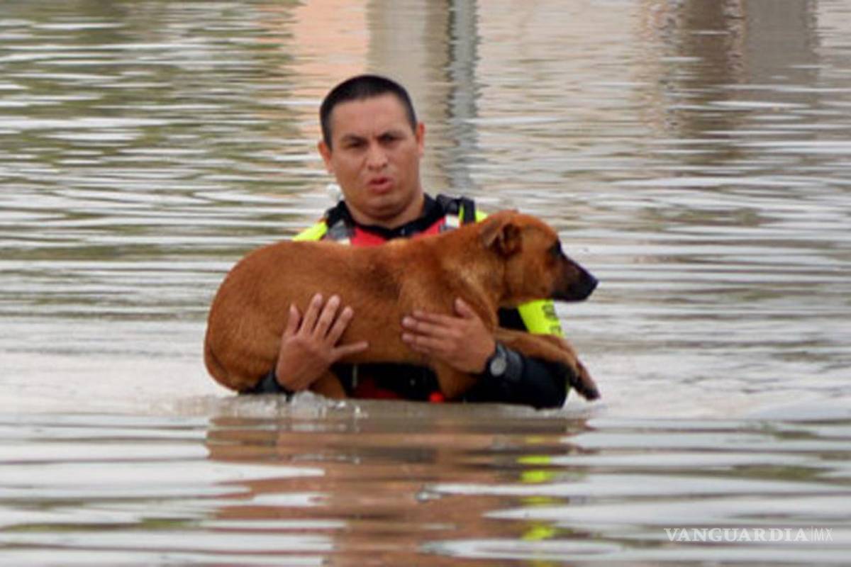 Dogo y Toto, perros con suerte que se salvaron de morir en la inundación en Piedras Negras, Coahuila
