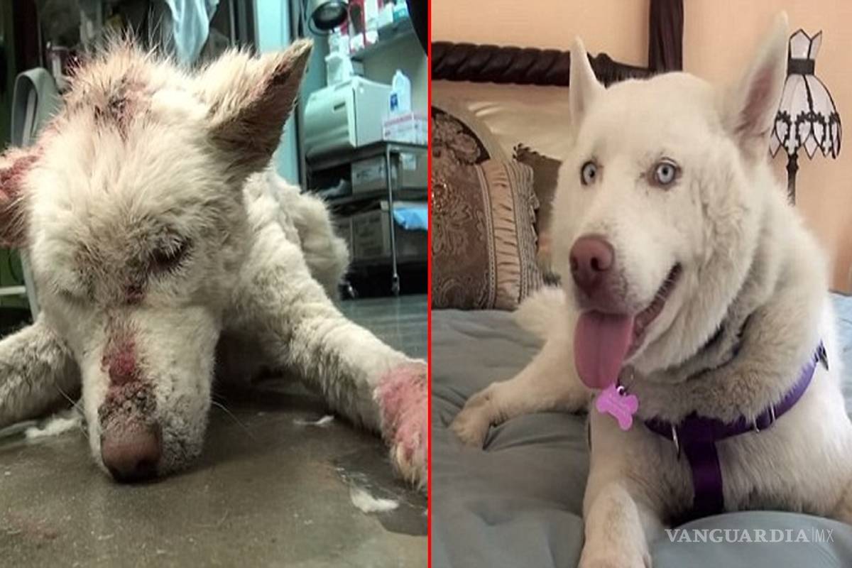 El milagro de Miley, una perra moribunda rescatada de la basura