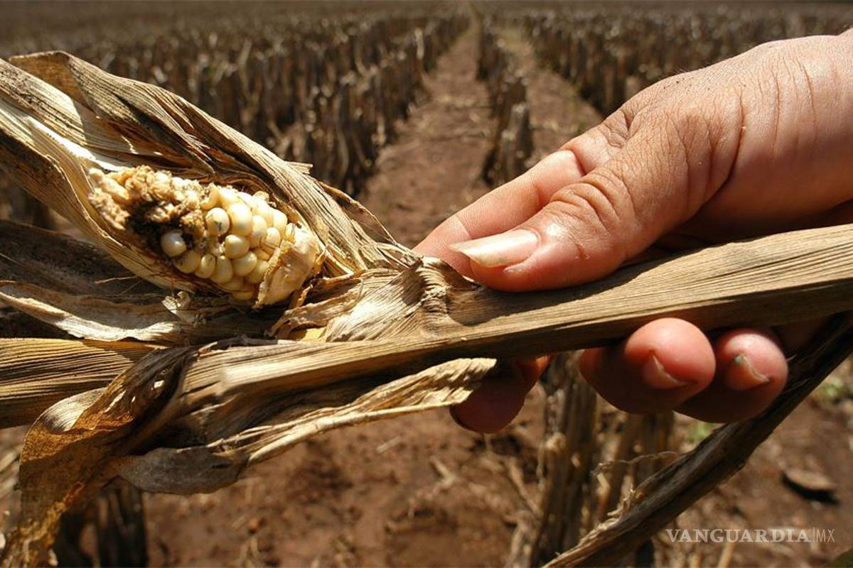 El Niño golpeará a México en 2015