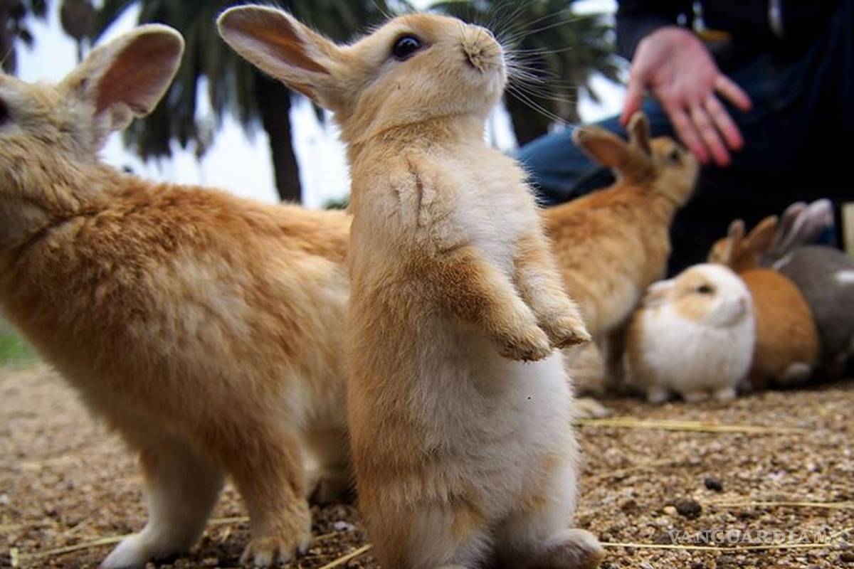 Okunoshima, la "isla de los conejos" de Japón
