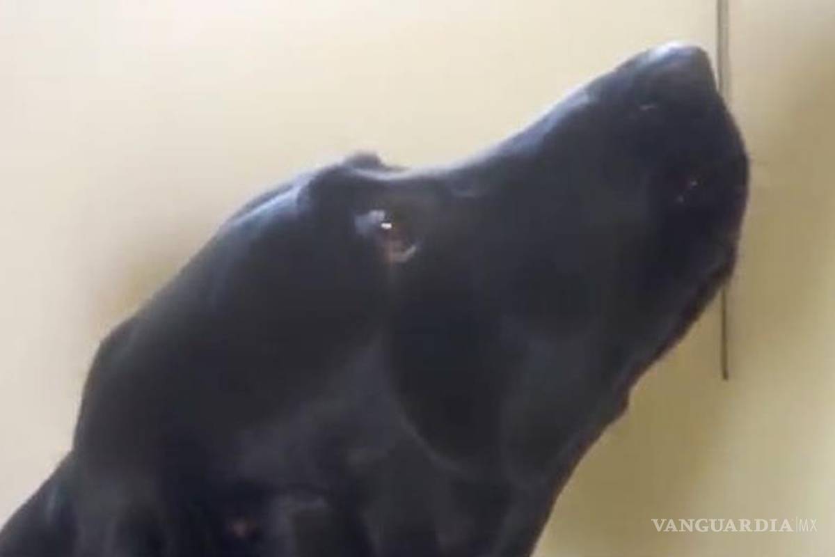 Perro 'canta' canción de Adele (Video)