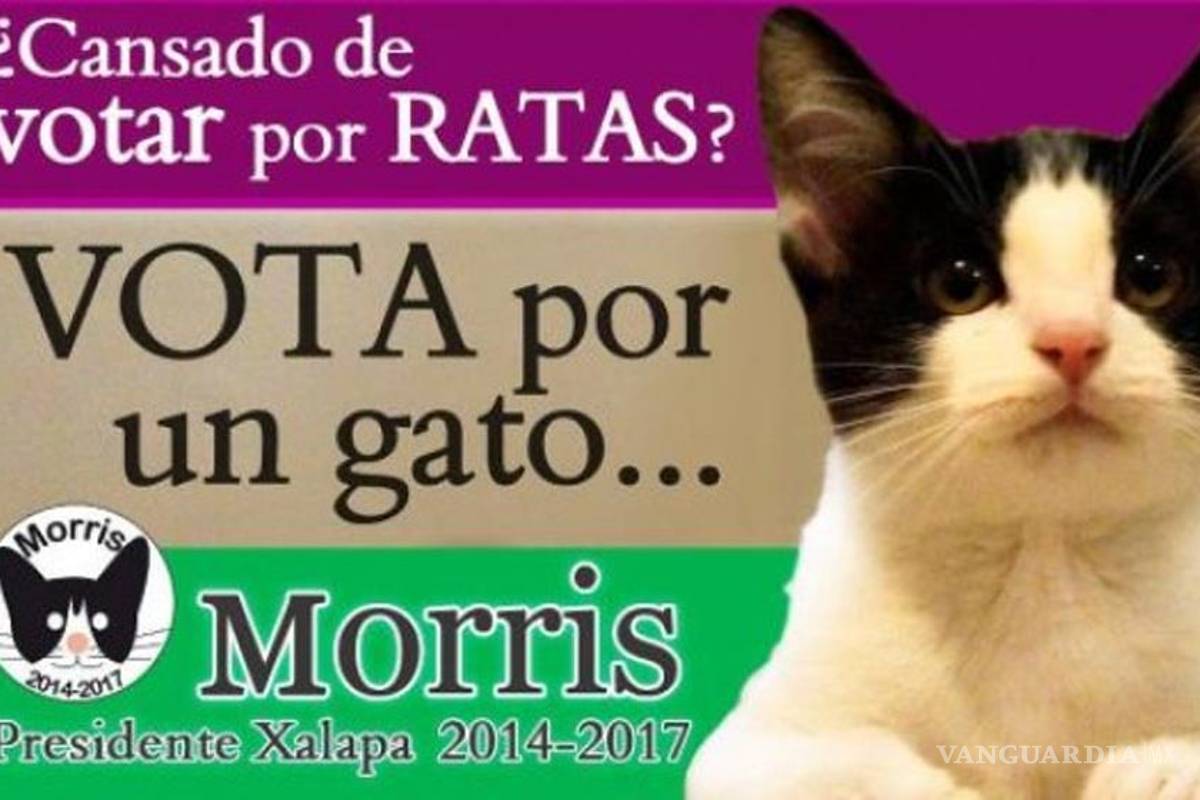 'Morris', el gato político que promete dormir y no hacer nada: prensa internacional