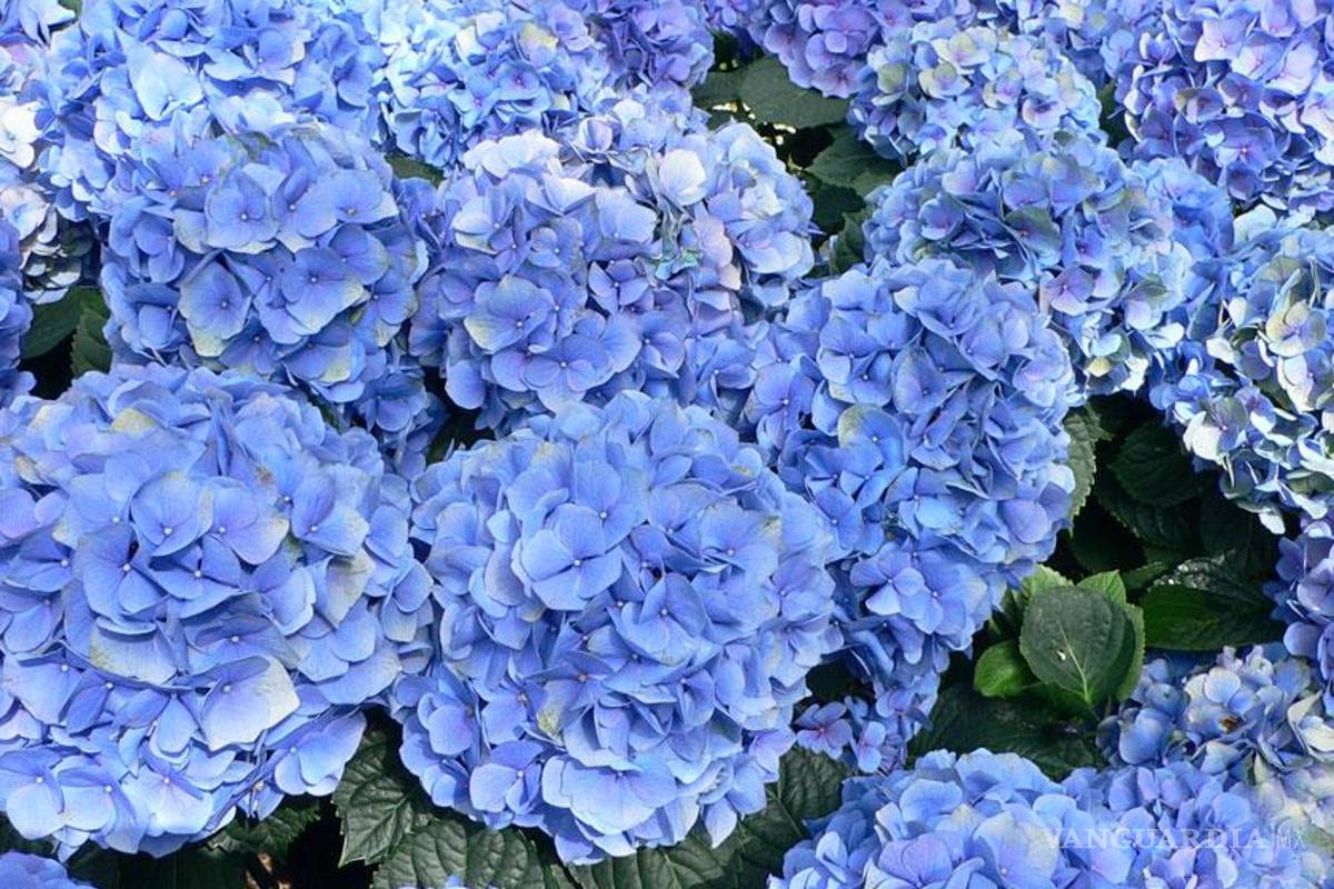 La nueva "droga" europea, fumar hortensias