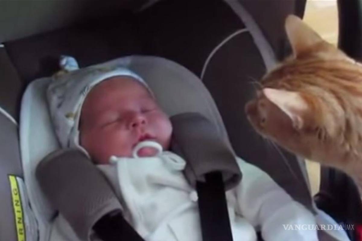 La curiosa reacción de un gato al ver un bebé por primera vez (video)