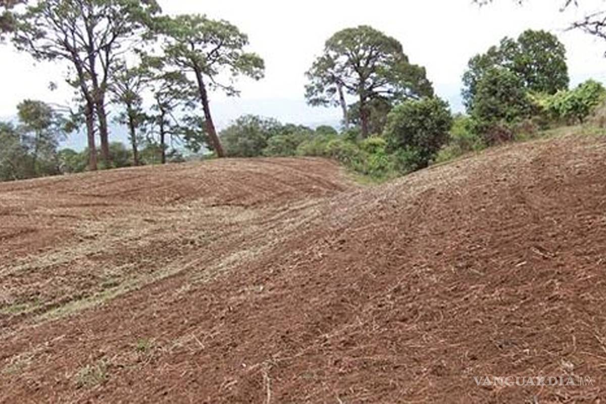 Disney invierte en proyectos de sustentabilidad en Oaxaca