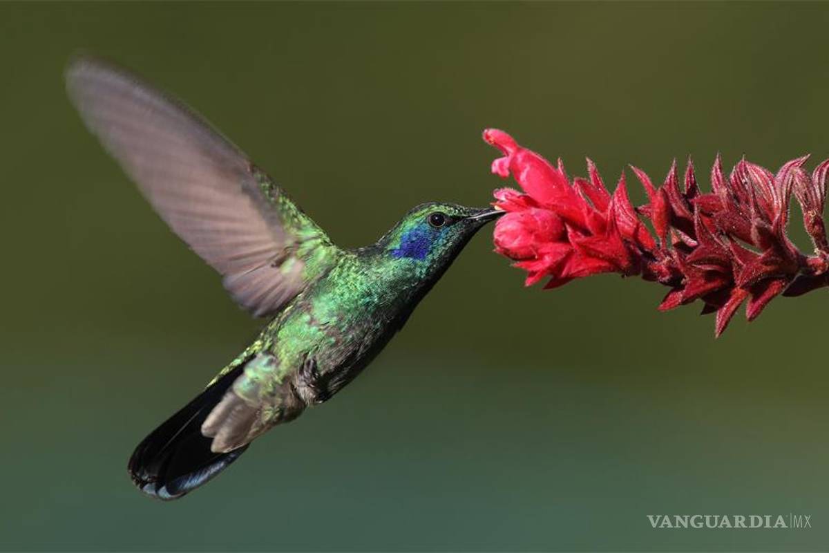 Expertos del mundo exaltarán el impacto del colibrí en la cultura