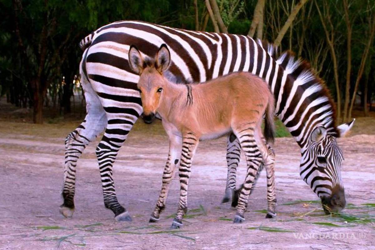 Nace primer 'cebrasno' del país en Zoo de Reynosa