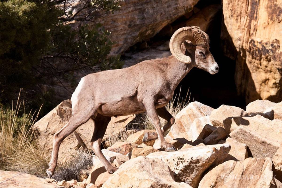 Aclaran que el borrego cimarrón no se ha extinguido