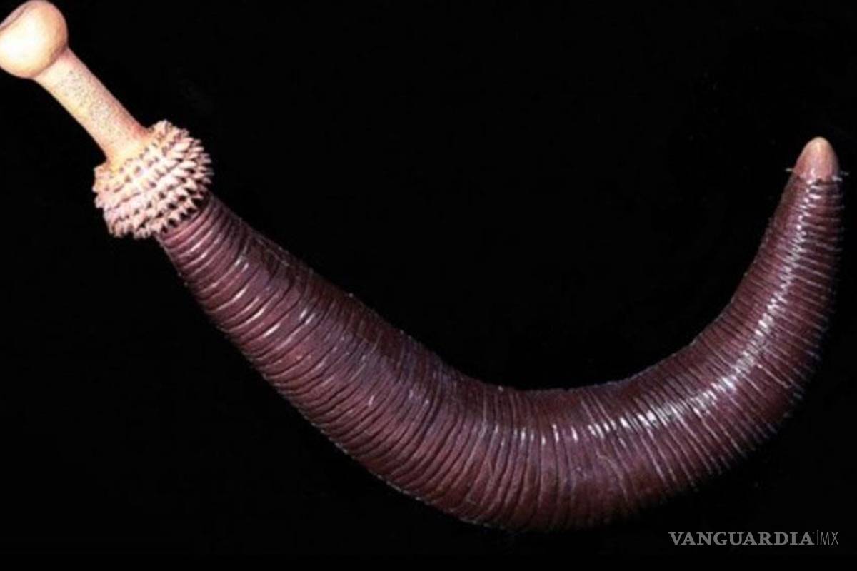 Descubren nueva especie de gusano pene