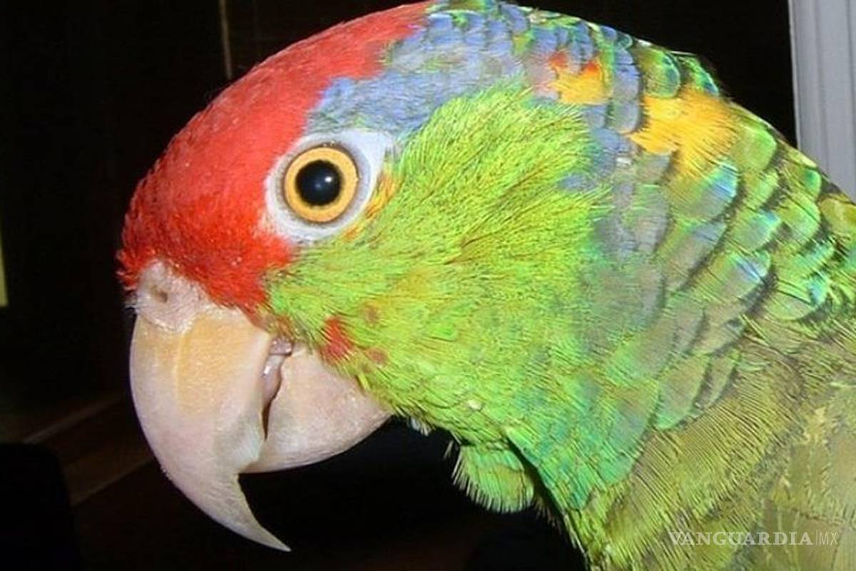 Se asientan loros de diversas especies en Monterrey